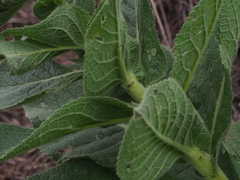Verbascum