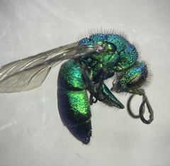 Chrysura
