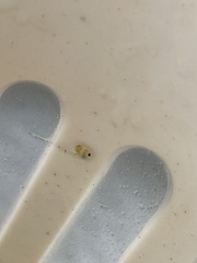 Bythotrephes longimanus