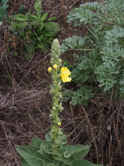Verbascum