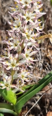 Wurmbea spicata