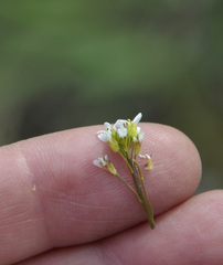 Arabidopsis thaliana