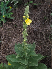 Verbascum