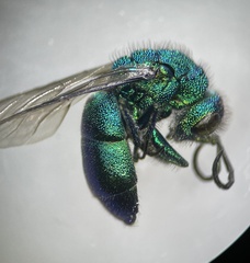 Chrysura