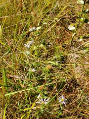 Eurybia hemispherica