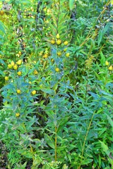 Hypericum