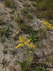 Solidago juncea