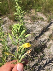 Oenothera oakesiana