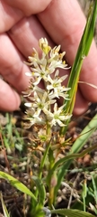 Wurmbea spicata