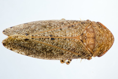 Paraphlepsius