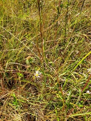 Eurybia hemispherica