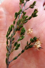 Erica pseudocalycina