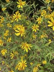 Helianthus schweinitzii