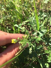 Potentilla argentea