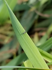 Lepidocyrtus paradoxus