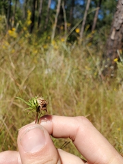 Eurybia hemispherica