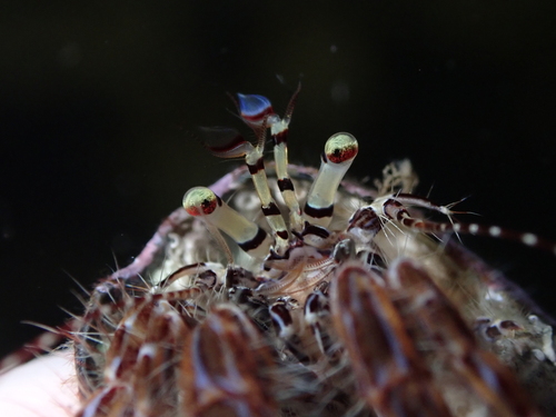 Striped Hermit Crab, Santa Cruz de Tenerife, ES-CN, ES, photo 8 of 10