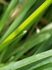 Lepidocyrtus paradoxus