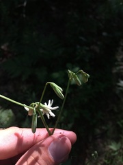 Nabalus trifoliolatus