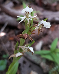 Habenaria entomantha