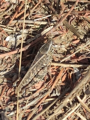 Calliptamus italicus