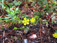 Potentilla argentea