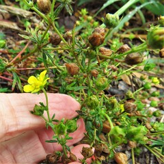 Potentilla argentea
