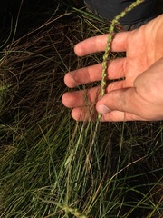 Triglochin maritima