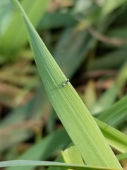 Lepidocyrtus paradoxus