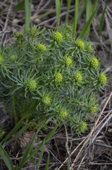 Euphorbia cyparissias