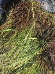 Triglochin maritima