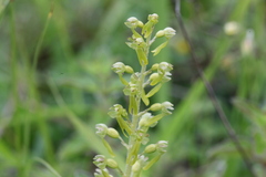 Neottia ovata