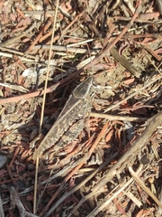 Calliptamus italicus