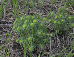 Euphorbia cyparissias