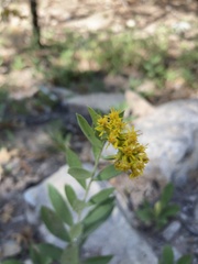 Solidago simplex