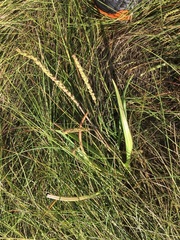 Triglochin maritima