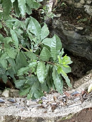 Pouteria campechiana