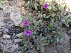 Tiquilia mexicana