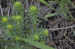 Euphorbia cyparissias