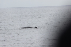 Balaenoptera acutorostrata