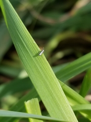 Lepidocyrtus paradoxus