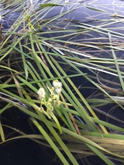 Sparganium fluctuans