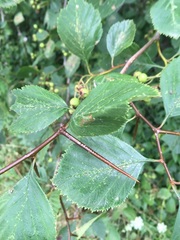 Crataegus macracantha