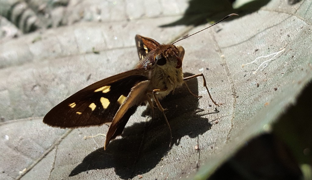 Saliana antoninus