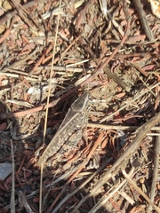 Calliptamus italicus