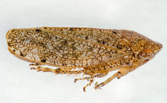 Paraphlepsius