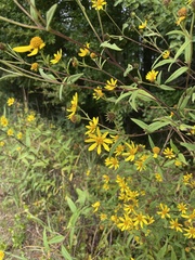 Helianthus schweinitzii