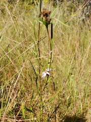 Eurybia hemispherica