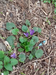 Viola odorata