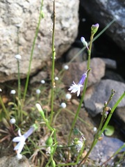 Lobelia dortmanna